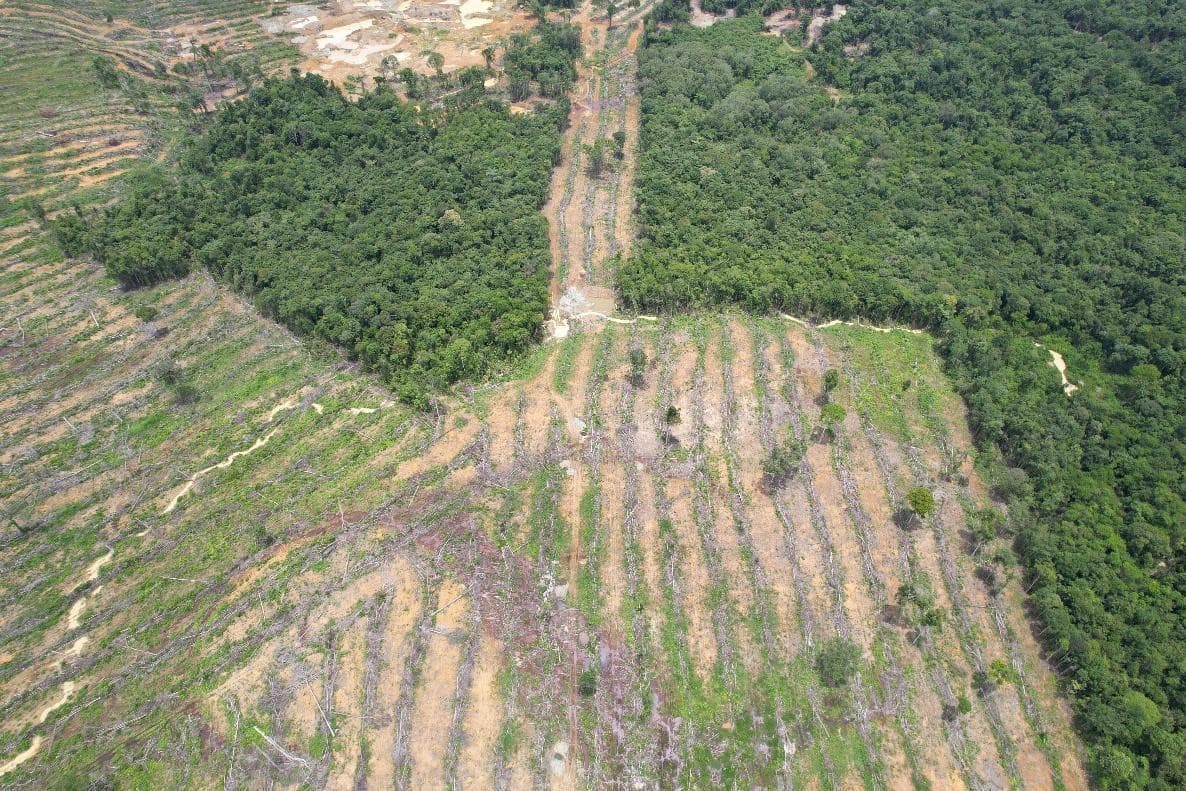 Mendorong Perbaikan Tata Kelola Hutan dan Dukungan bagi Pemantau